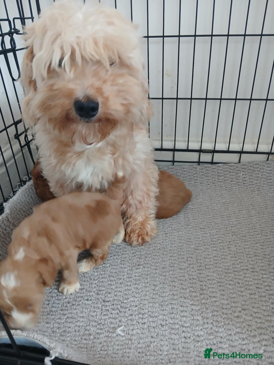 Maltipoo dogs for sale: Adorable F1 Maltipoo Puppies - Image 16