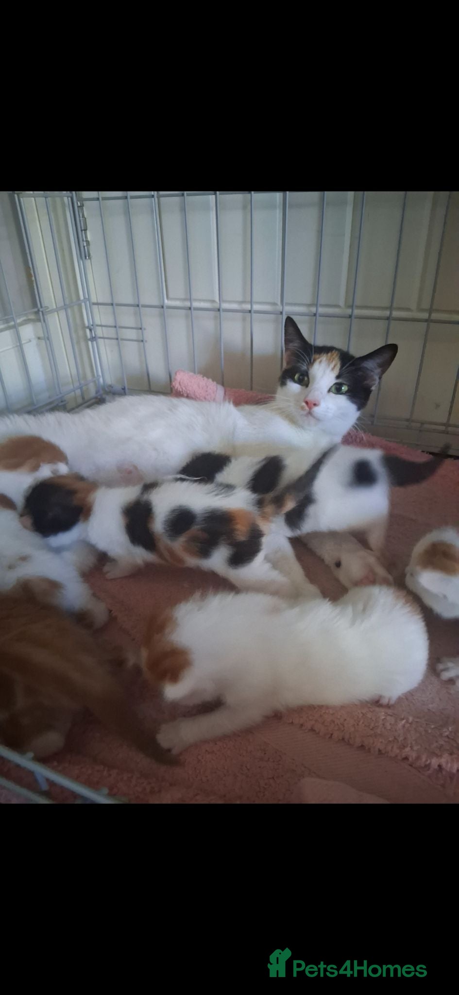 Mixed Breed cats Beautiful fluffy babies looking for forever homes  - Advert 1