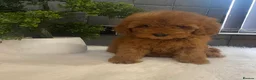 Miniature Poodle dogs for sale: Stunning Red Minature Poodle Boy  - Advert 3