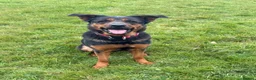 Mixed Breed dogs for sale: Molly  - Advert 2