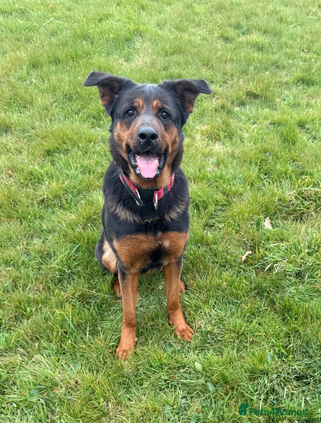 Mixed Breed dogs for sale: Molly  - Advert 2