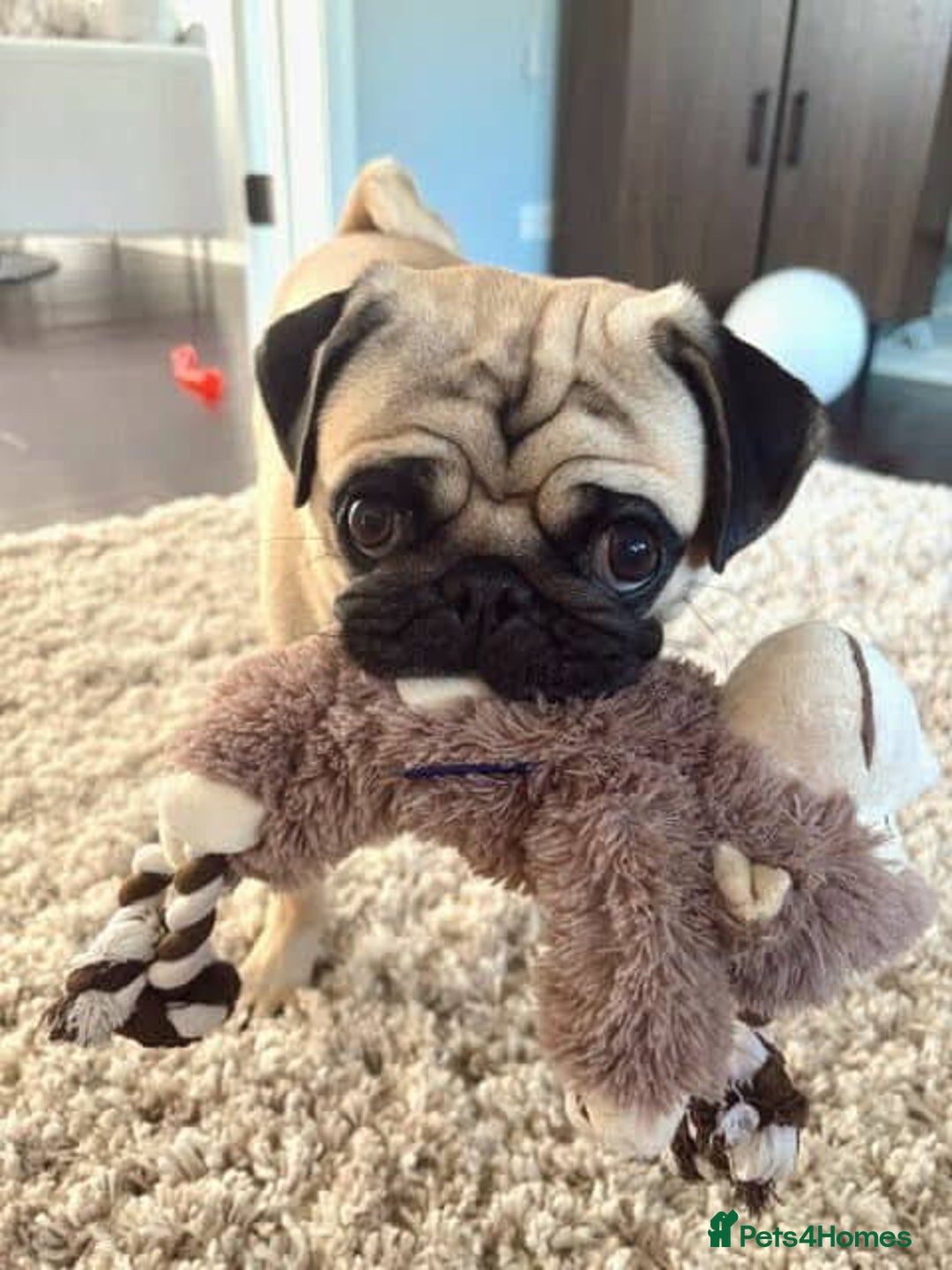 Puggle dogs for stud: Miss Victoria brown1 - Advert 2