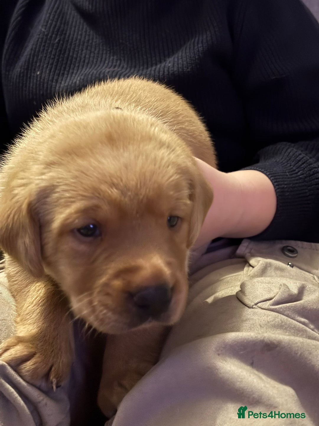 Labrador Retriever dogs for sale: KENNEL CLUB REGISTERED LABRADOR PUPPIES  - Advert 12