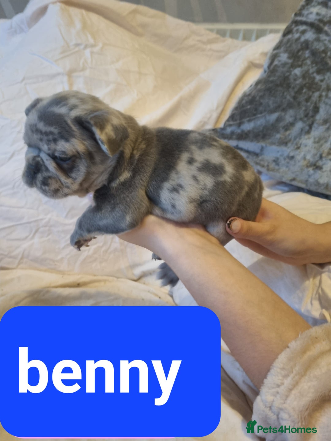 French Bulldog dogs for sale: Stunning litter of merle frenchies - Advert 13