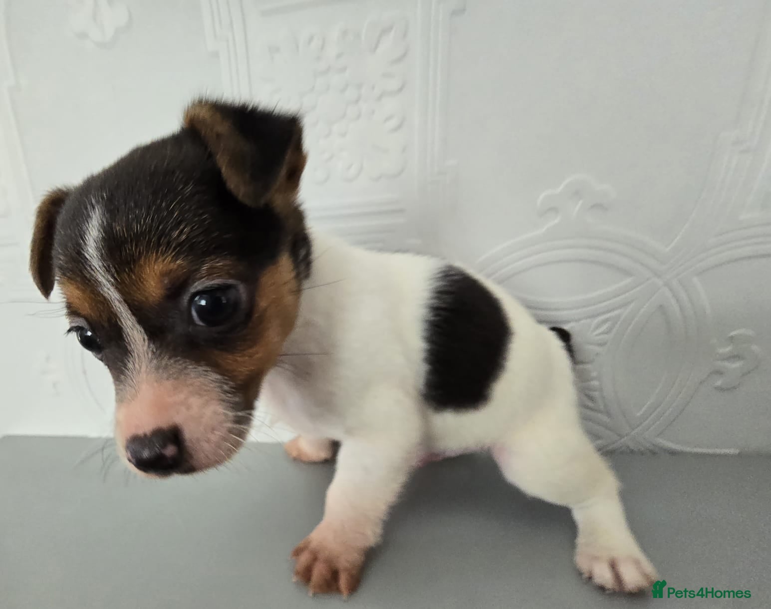 Jack Russell dogs *ready to leave* Short haired Jack Russell puppy - Advert 4