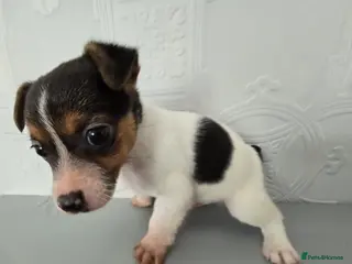 Jack Russell dogs *ready to leave* Short haired Jack Russell puppy - Advert 1