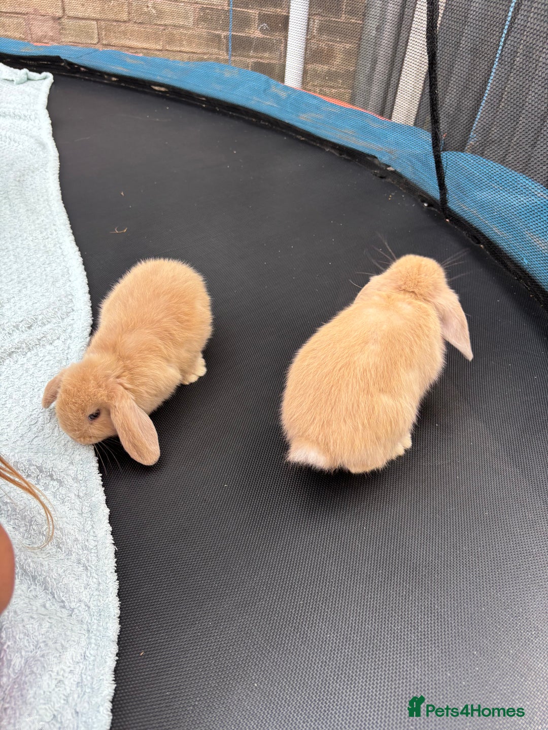 Mini Lop rabbits for sale: Pure breed Mini Lop bunnies  - Image 2