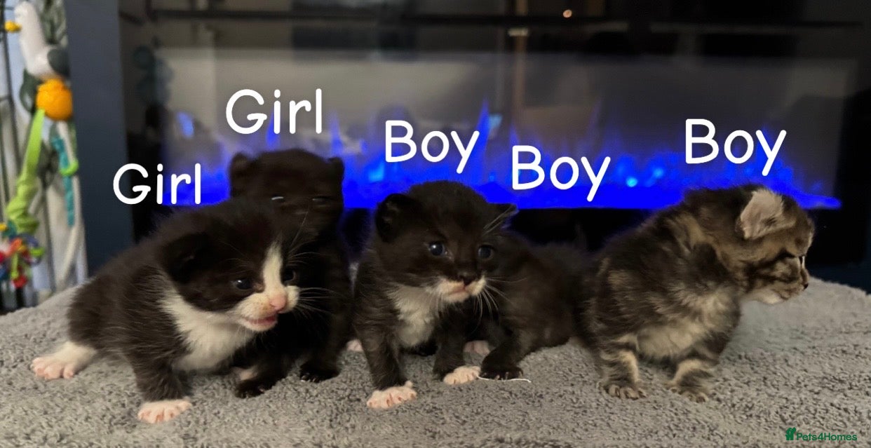 Mixed Breed cats Sphynx cross kittens x5 - Advert 1