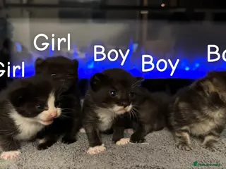 Mixed Breed cats Sphynx cross kittens x5 - Advert 2