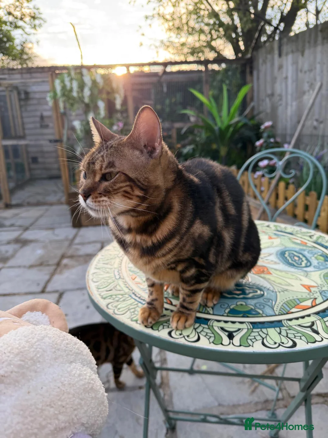 Bengal cats for sale: Star is looking for her forever home! - Advert 7