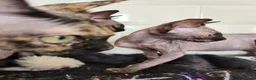 Sphynx cats for sale: 2 femal lovely Canadian sphynx  - Advert 5