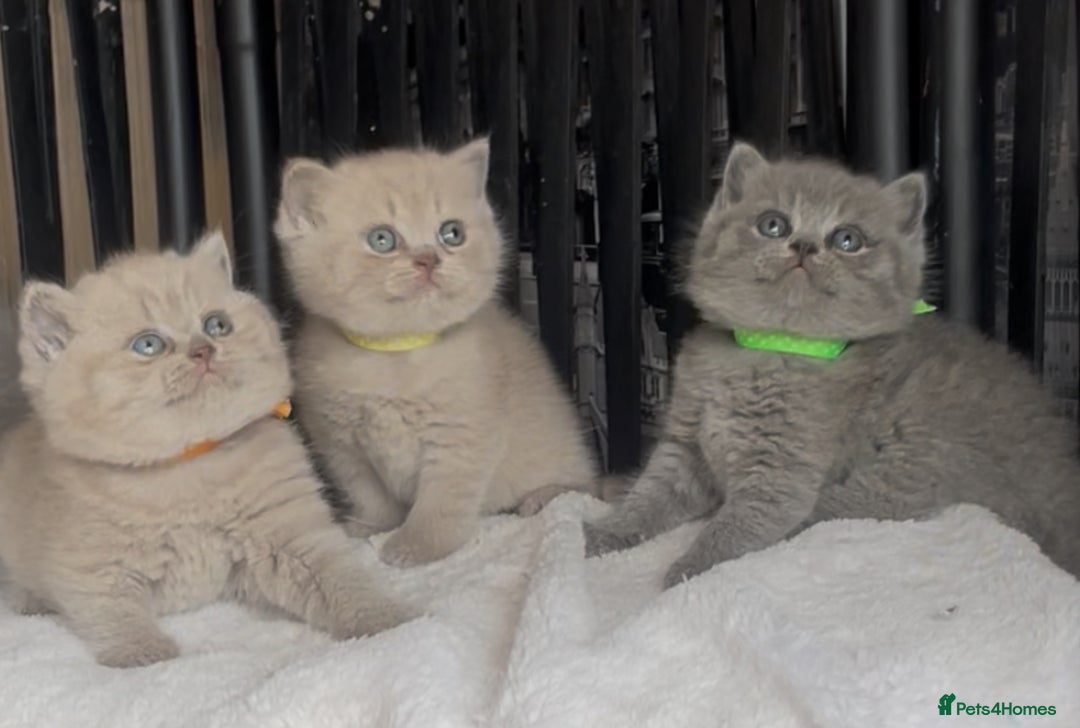 British Shorthair cats for sale: Absolutely beautiful BSH kittens  - Image 24