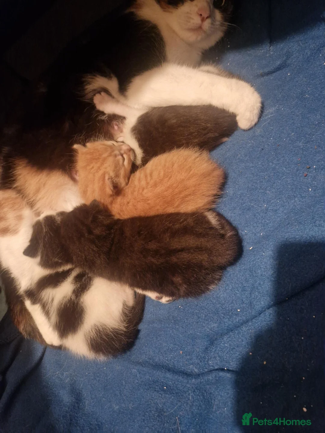 Mixed Breed cats for sale: 4 little kittens bundles of fluff  - Advert 2