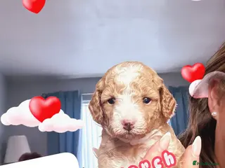 Poochon dogs Adorable Poochon puppies - Advert 2