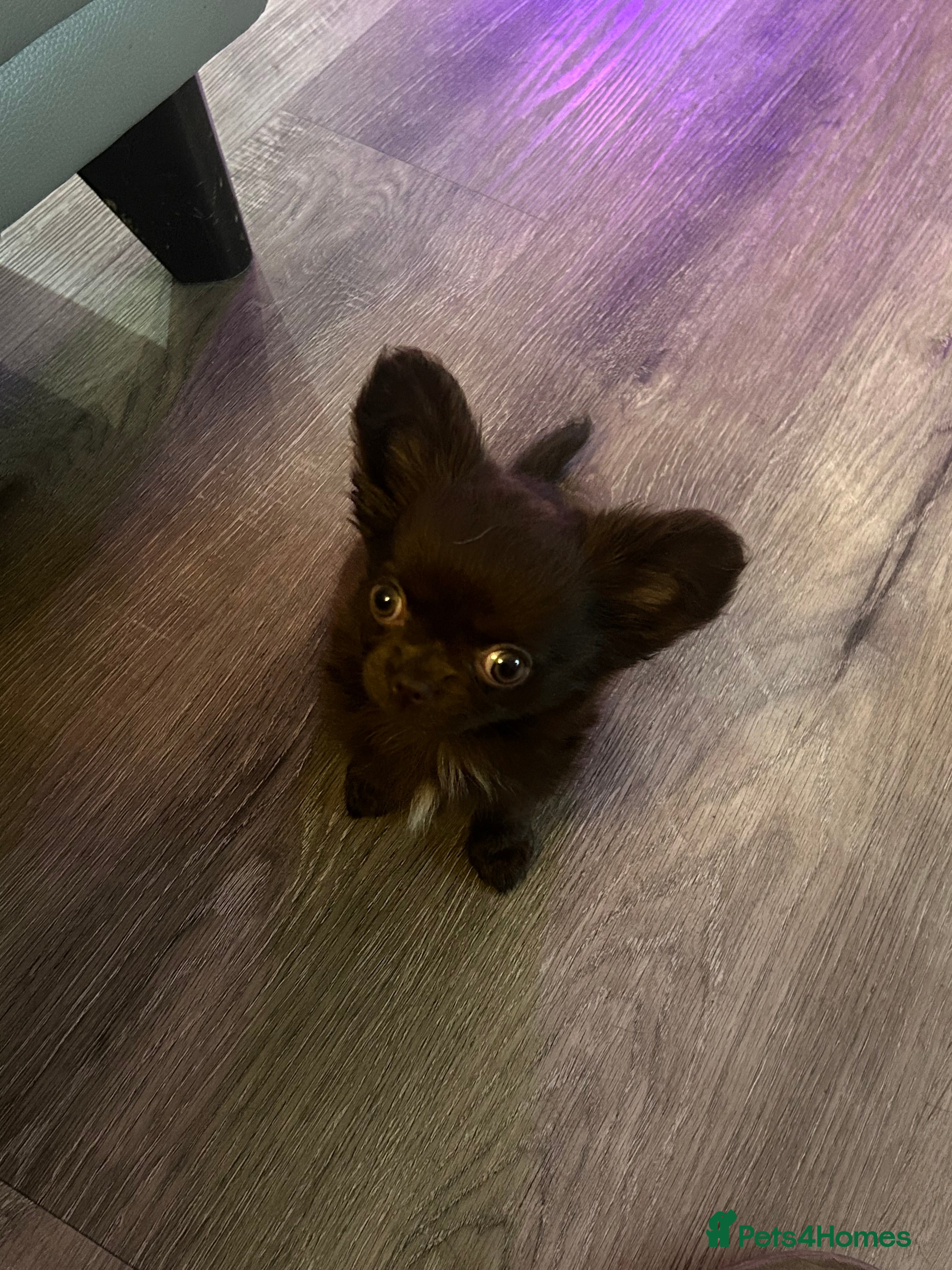 Chihuahua dogs READY NOW - long coat chihuahua puppy - Advert 2