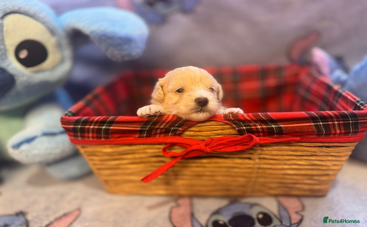 Maltipoo dogs - Advert 7