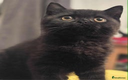 British Shorthair cats for sale: READY NOW GCCF reg BSH kittens - Image 1