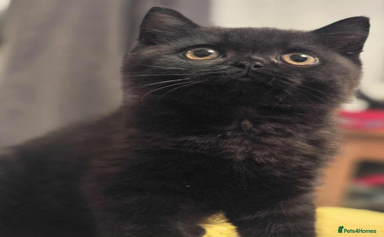 British Shorthair cats - Advert 7