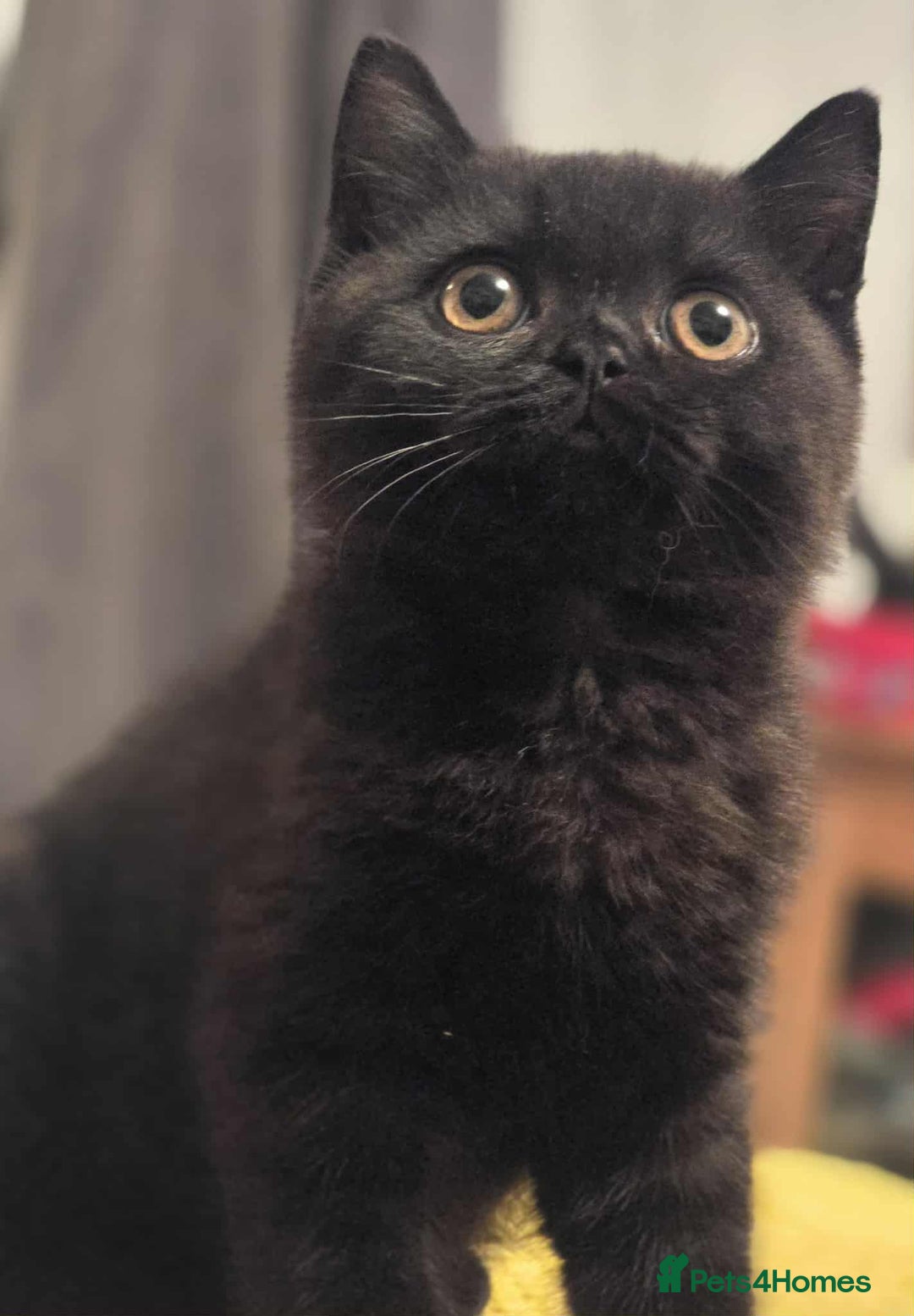 British Shorthair cats for sale: READY NOW GCCF reg BSH kittens - Image 1