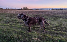Labradoodle dogs for sale: Meet Elton – Our Beautiful Labradoodle  - Image 21