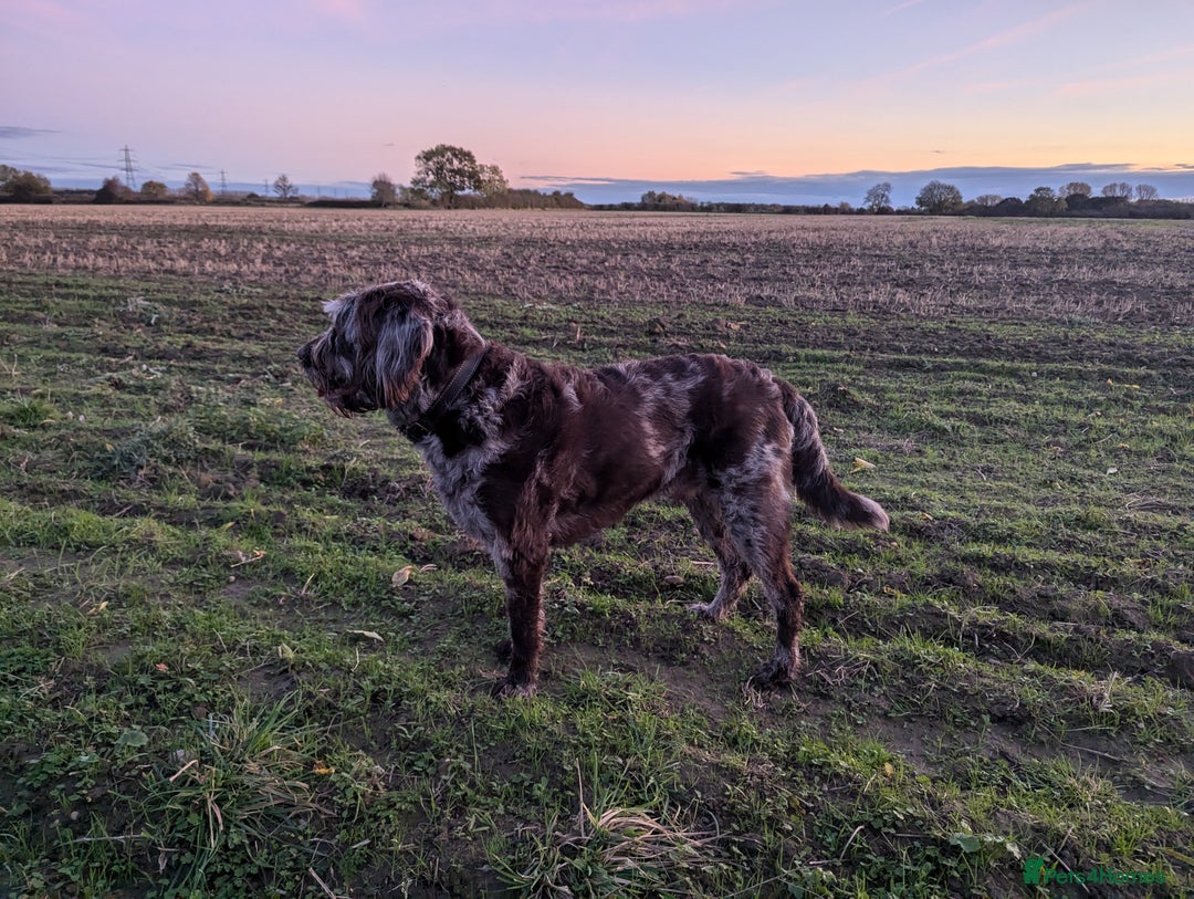 Labradoodle dogs for sale: Meet Elton – Our Beautiful Labradoodle  - Image 21