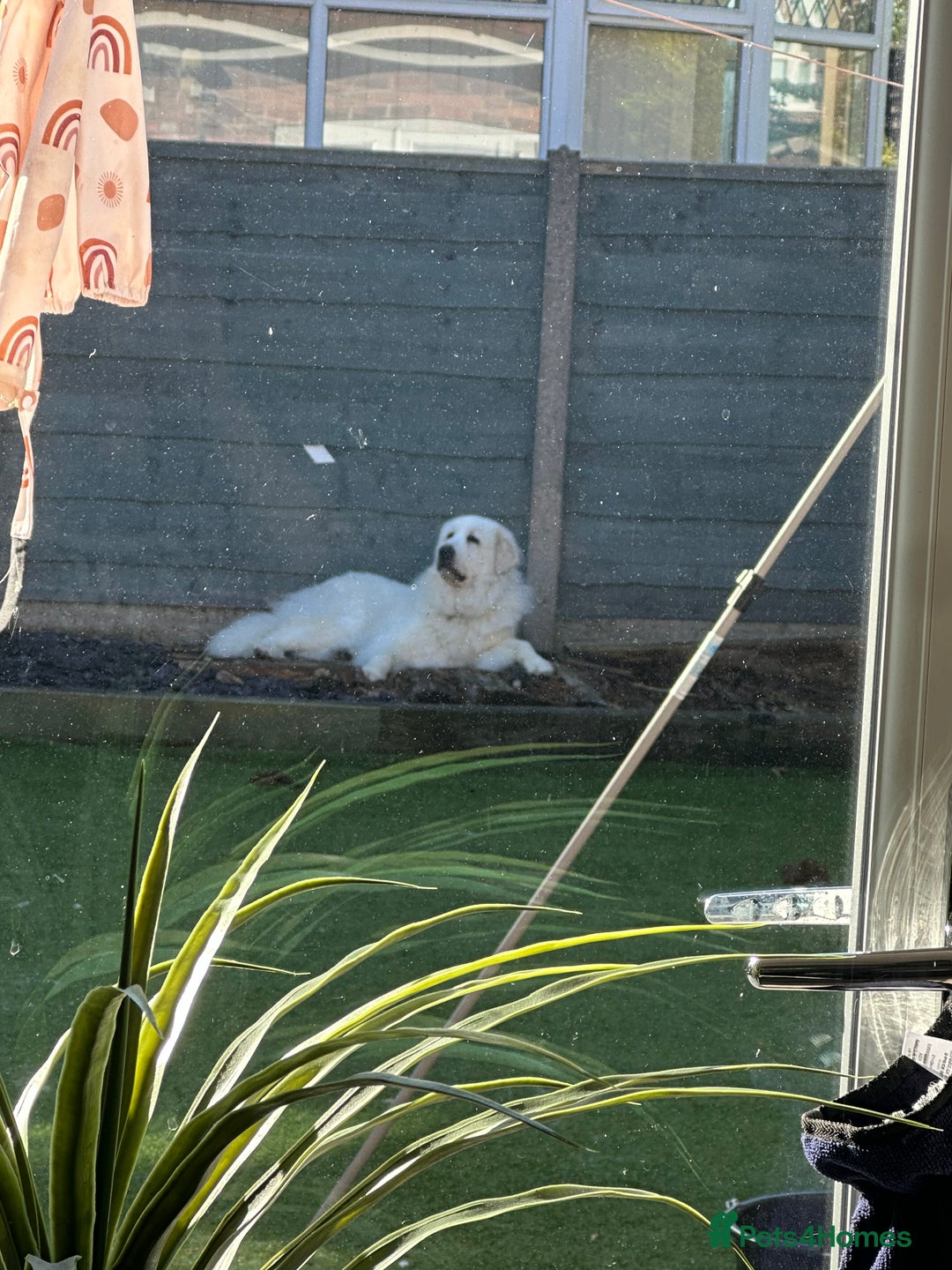 Pyrenean Mountain Dog dogs for sale: 3 Year Old Loving Girl  - Advert 7