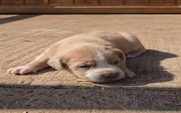 Cane Corso dogs for sale: Beautiful Italian Mastiff available - Image 5
