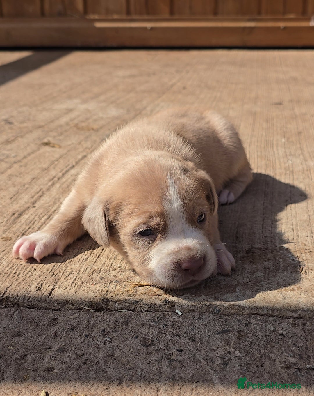 Cane Corso dogs for sale: Beautiful Italian Mastiff available - Image 5