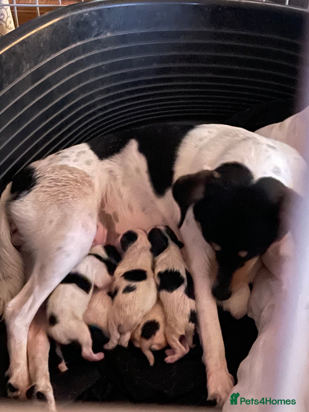 Jack Russell dogs for sale: Jack Russel puppies  - Advert 13