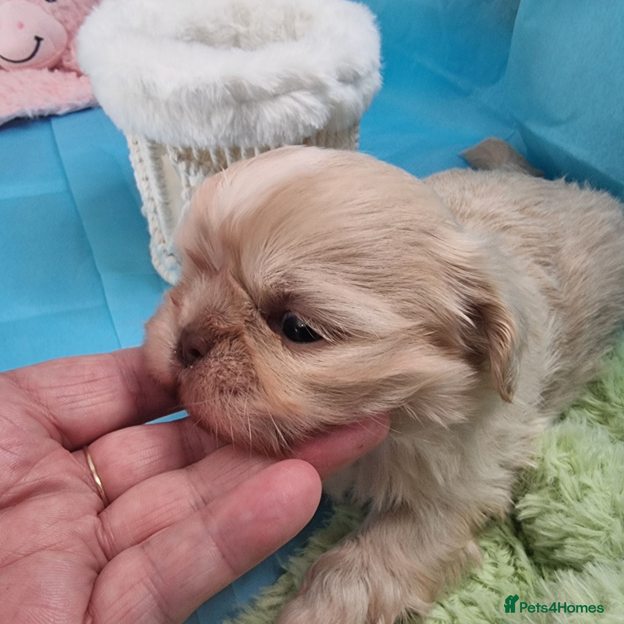 Shih Tzu dogs Kc reg Stunning small baby boys/girl - Advert 1