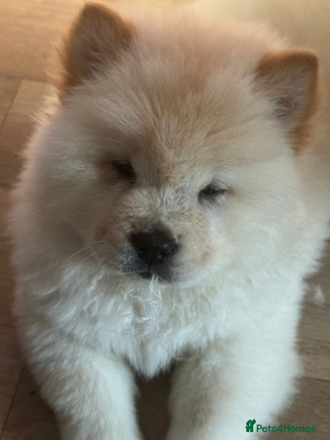 Chow Chow dogs for sale: Miss chow chow mummy  - Advert 10