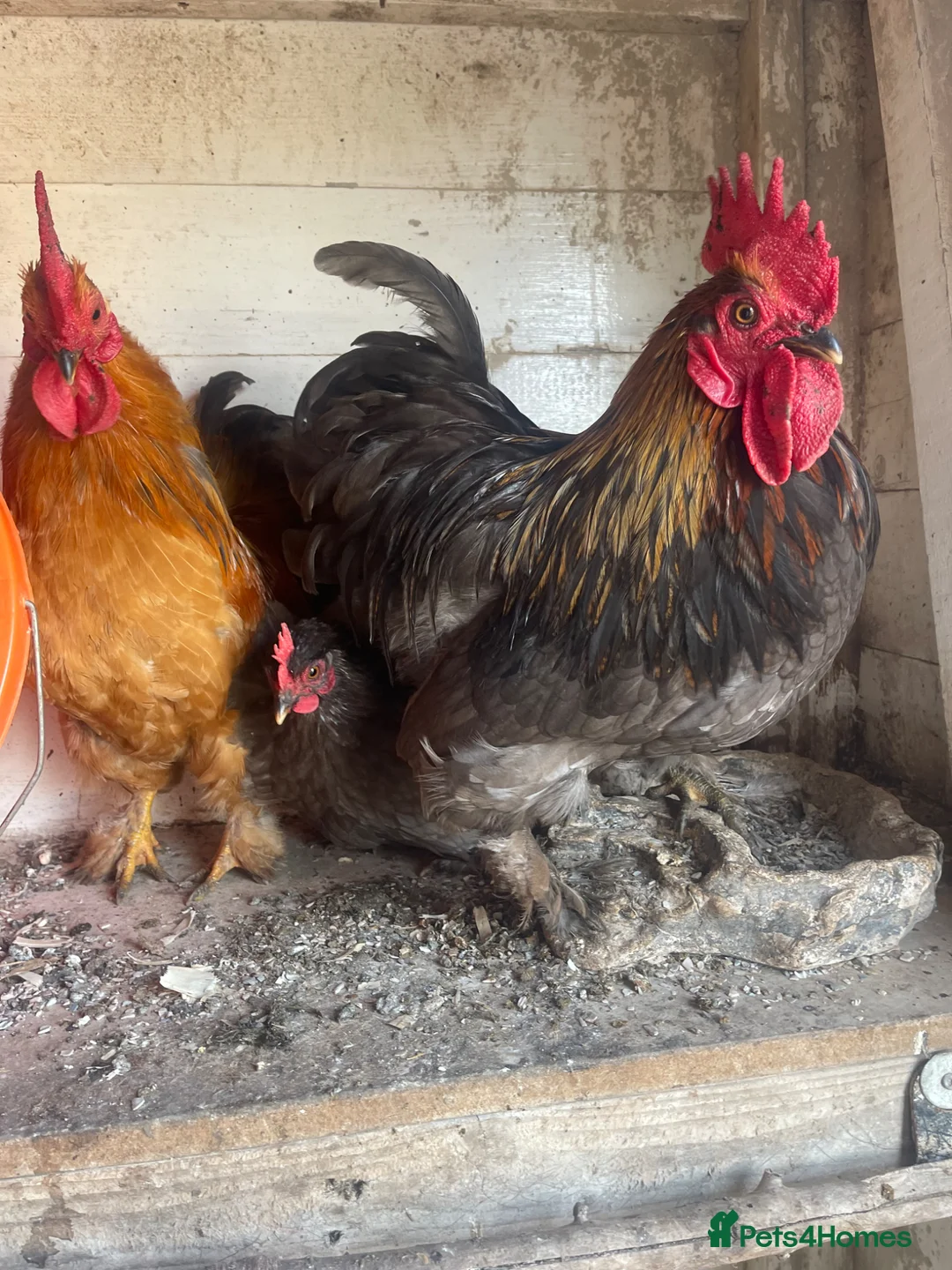 Chickens poultry for sale: X5 pekin bantam cockerels  - Advert 9