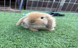 Mini Lop rabbits for sale: 2 PUREBRED MINI LOPS LEFT - Image 1