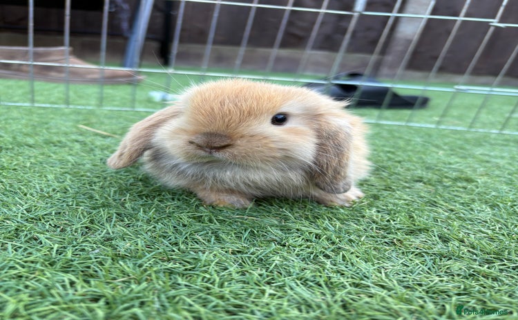 Mini Lop rabbits - Advert 13