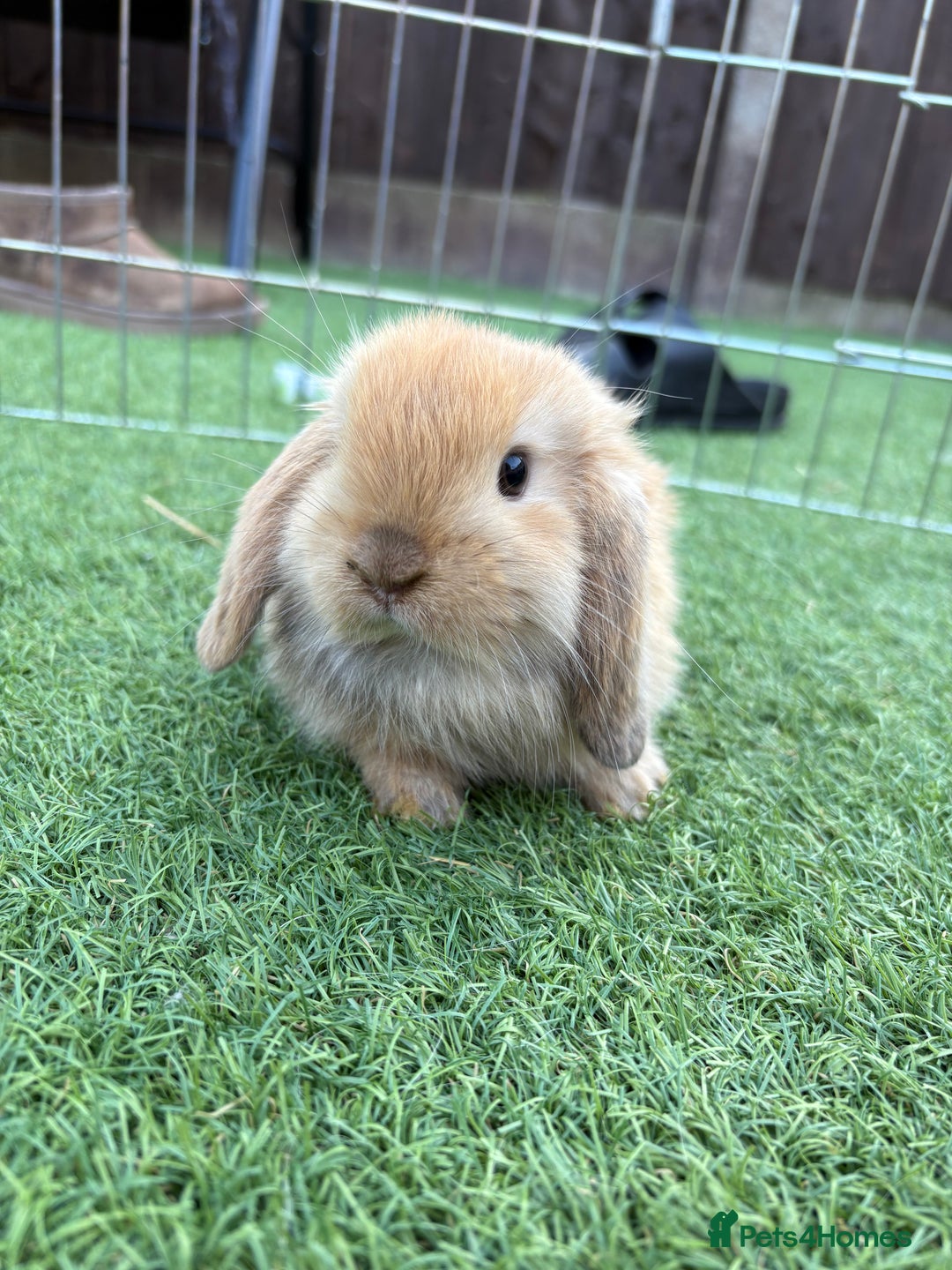 Mini Lop rabbits for sale: 2 PUREBRED MINI LOPS LEFT - Image 1