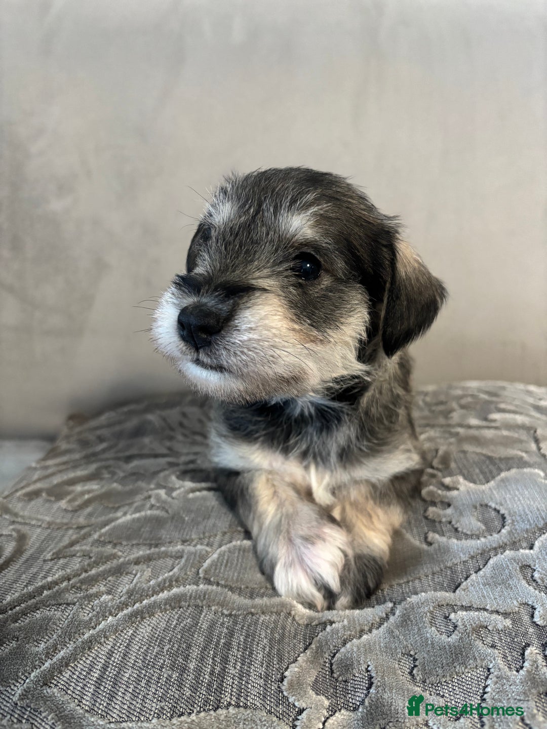 Miniature Schnauzer dogs for sale: Adorable Miniature Schnauzer Puppies KC Reg - Image 8