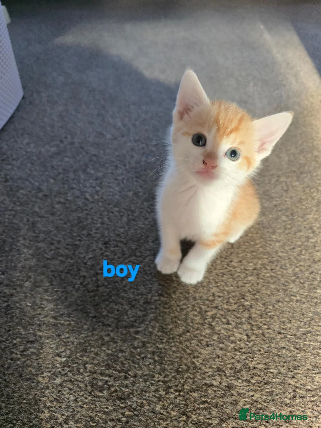 Mixed Breed cats for sale: 4 beautyfull kittens looking for homes - Advert 5