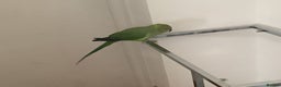 Ringnecks birds for sale: Indian ringneck for sale - Advert 1