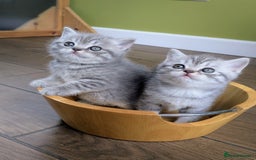 Scottish Fold cats for sale: TICA Reg. Pedigree Scottish Fold/Straight kittens  - Image 2
