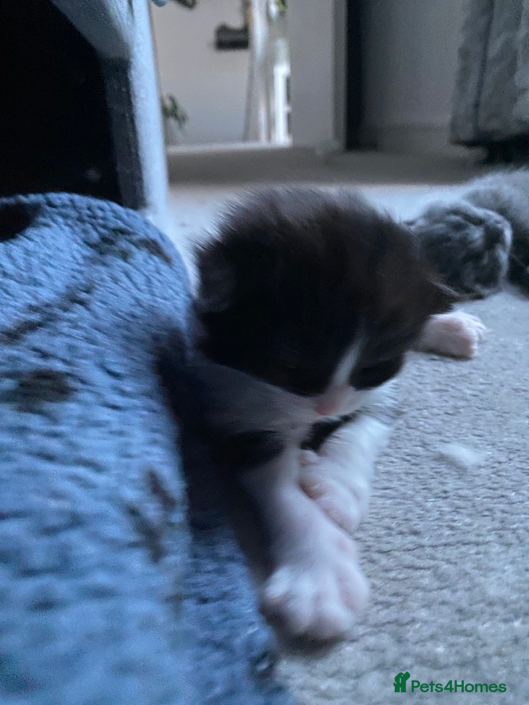 RagaMuffin cats for sale: 🐾 **Charming Ragdoll-Kittens for Adoption!** 🐾 - Image 14