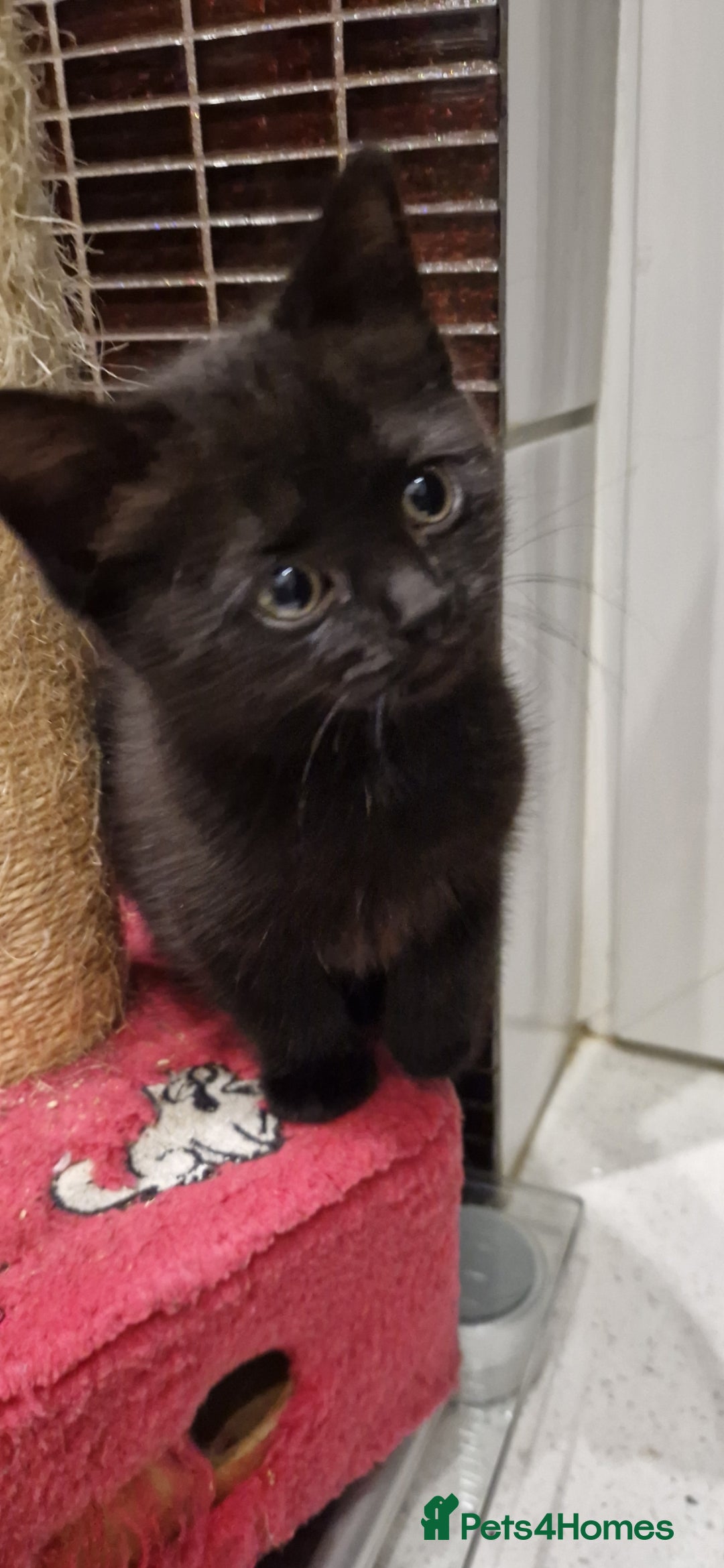 Mixed Breed cats for sale: Kittens - Advert 17