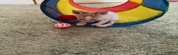 Cornish Rex cats for sale: Beautiful kittens  - Advert 6
