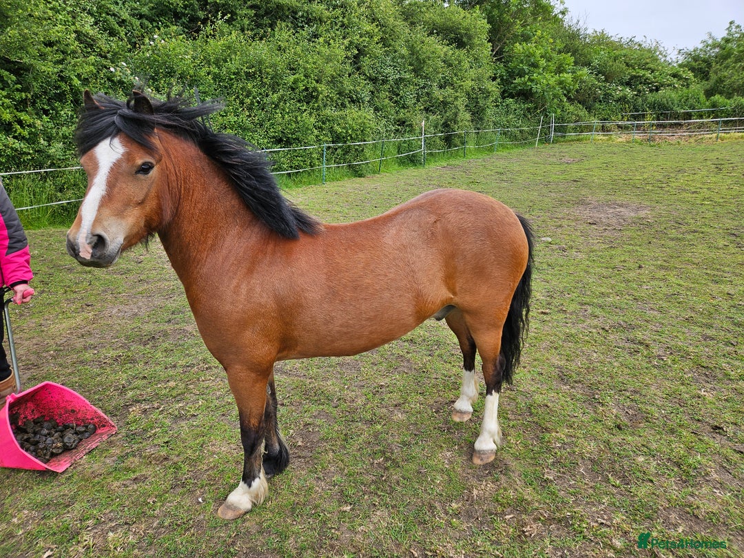 Other Breed horses for sale: 10.2 tony the pony - Image 6