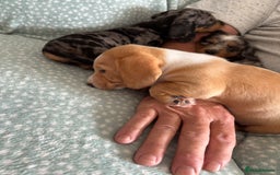 Miniature Dachshund dogs for sale: Shaded red miniature dachshund for sale - Image 11