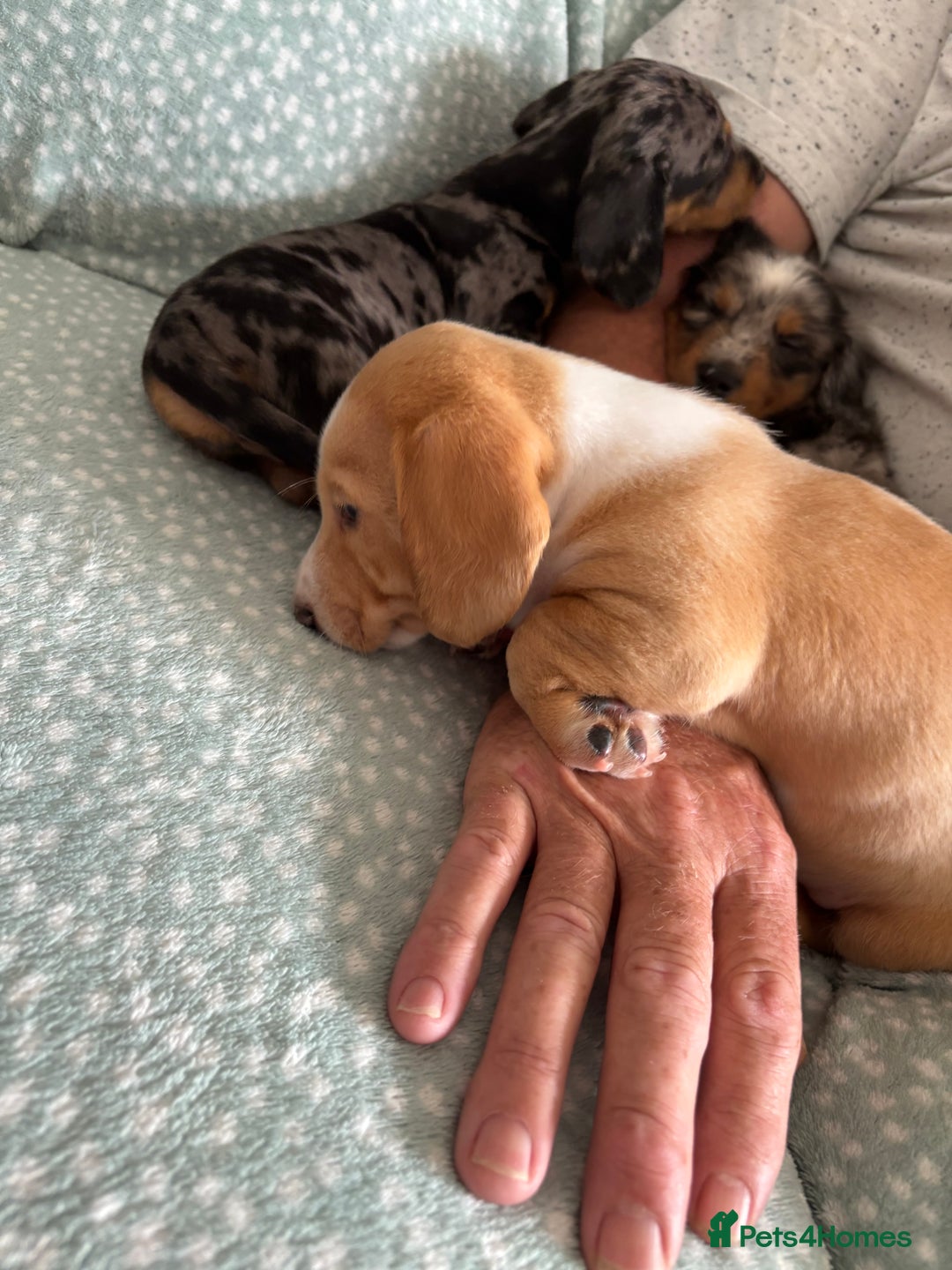 Miniature Dachshund dogs for sale: Shaded red miniature dachshund for sale - Image 11