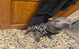 Shar Pei dogs for sale: Meet Nero –our 4-Year-Old Grey Shar Pei 💙🐾 - Image 1