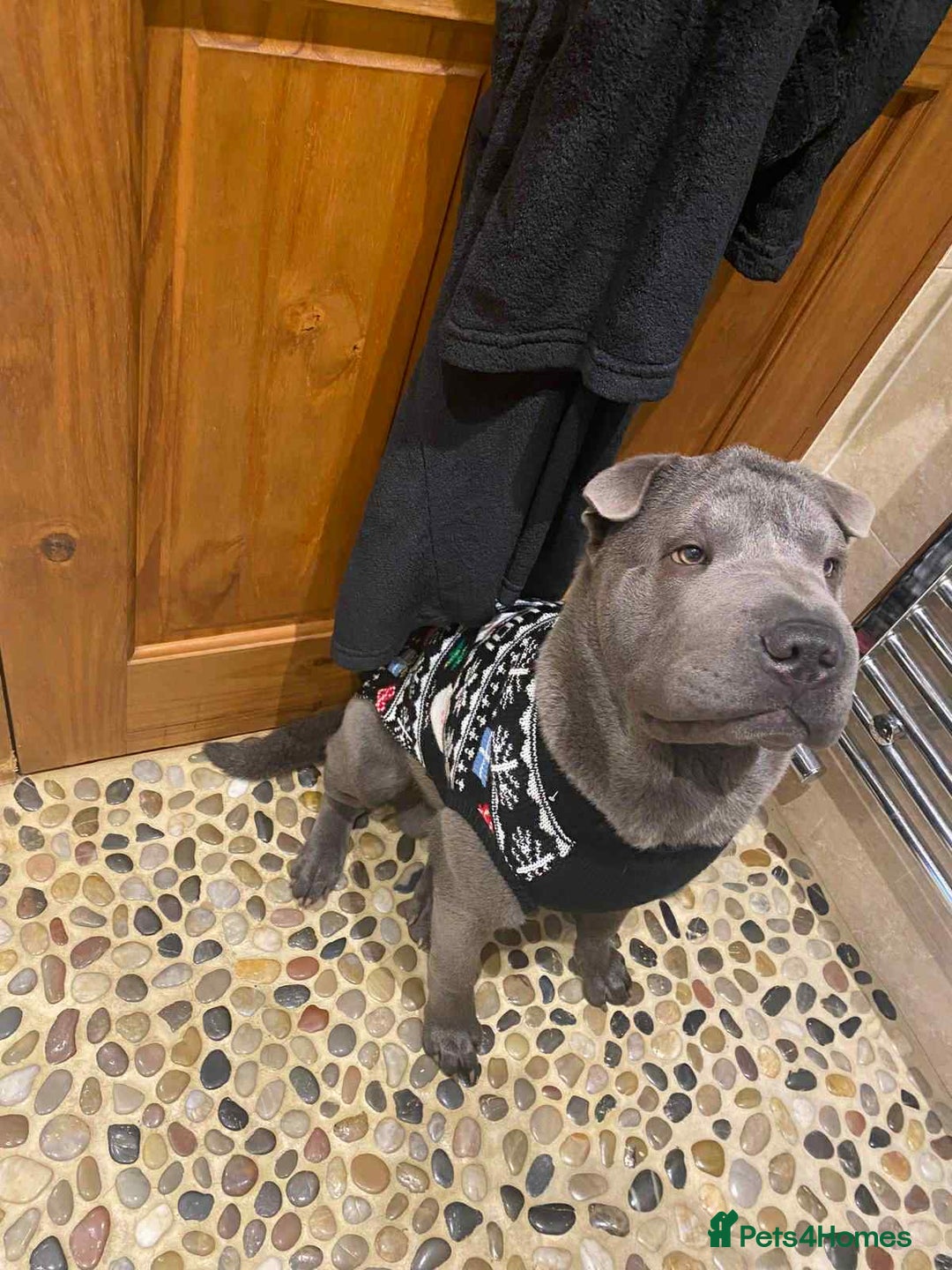 Shar Pei dogs for sale: Meet Nero –our 4-Year-Old Grey Shar Pei 💙🐾 - Image 1