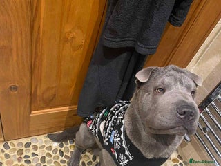 Shar Pei dogs - Advert 5