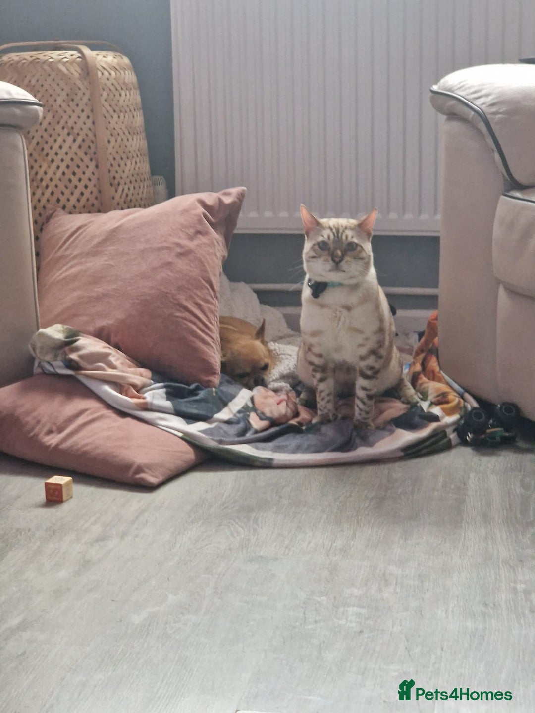 Bengal cats for stud: Proven Snow Bengal for studd in Southampton - Image 20