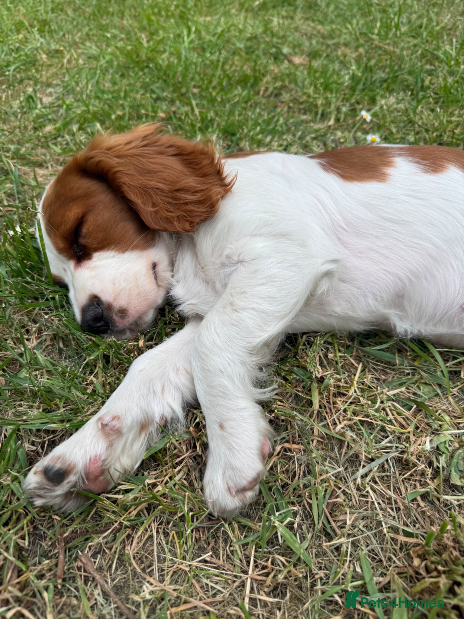 Cockalier dogs Lovely Cockalier Puppies- NOW FULLY VACCINATED - Advert 1